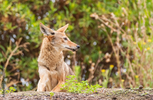 Coyote in the bushes