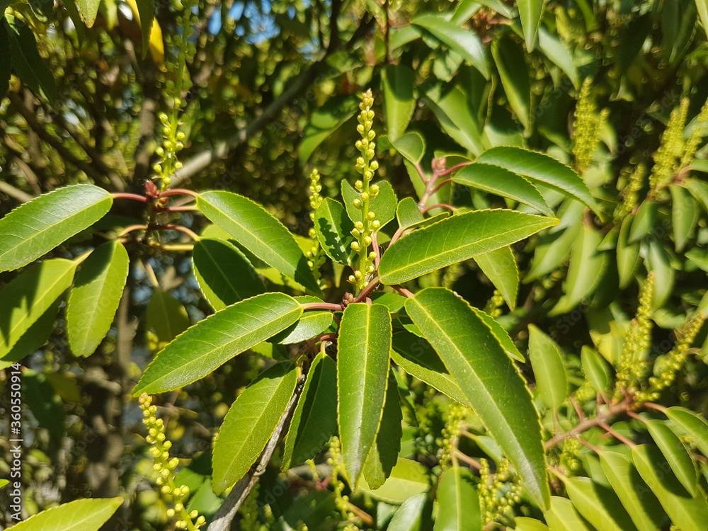 Obraz premium Cherry Laurel (in german Lorbeerkirsche or Kirschlorbeer) Prunus laurocerasus
