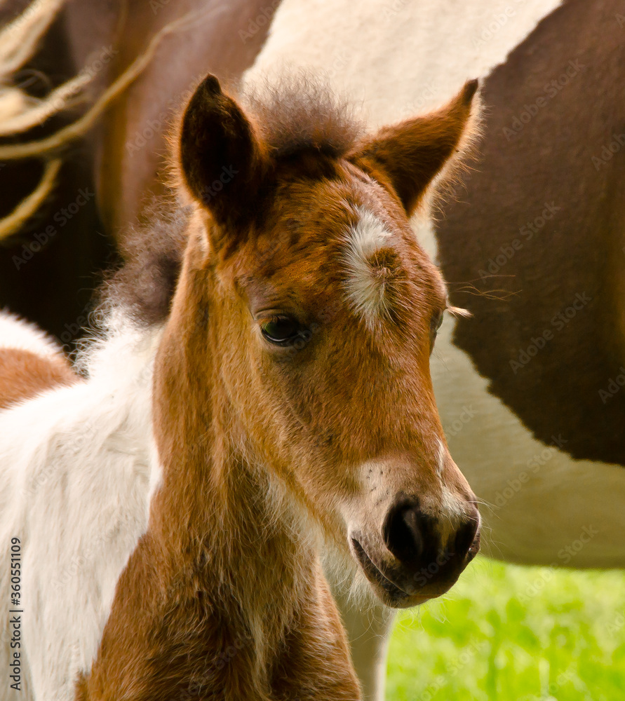 A very tiny and pretty skewbald foal, just some days old, is standing near it`s mother and grooming and looking