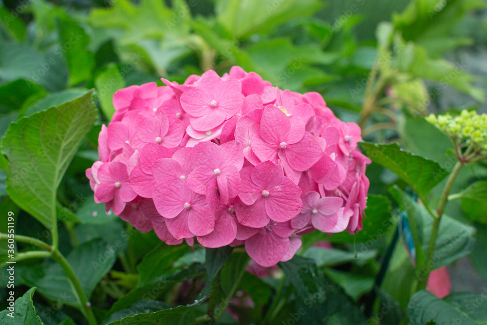 Hydrangea Blooms Hydrangea Blooms