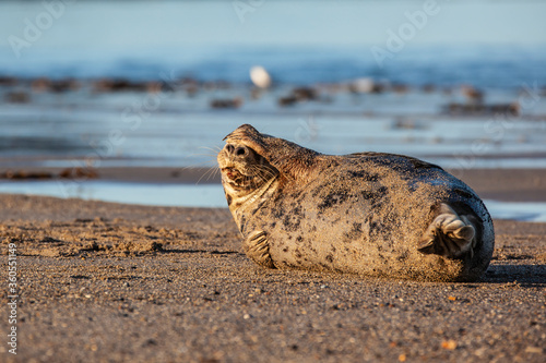 Young Seal at the beach on the island of Helgoland / Germany