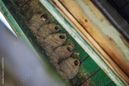Cliff Swallows in Their Jug-shaped Mud Nests. Nest is made of dried mud and shaped like a gourd, with large chamber for nest, narrowing to small entrance on side. Typically nests in colonies. photo