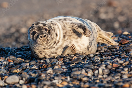 Young Seal at the beach on the island of Helgoland / Germany