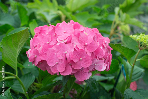 Hydrangea Blooms