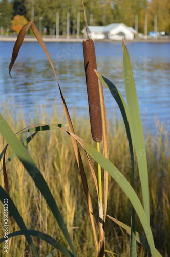 Reeds on the lake