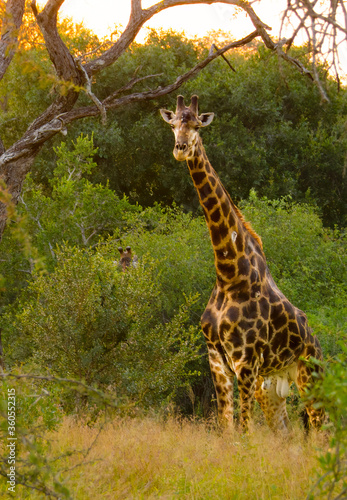 Giraffe in Kruger National Park  South Africa.