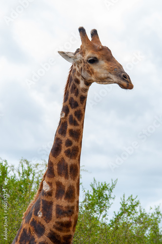 Close up of giraffe in Kruger National Park, South Africa. © Doug