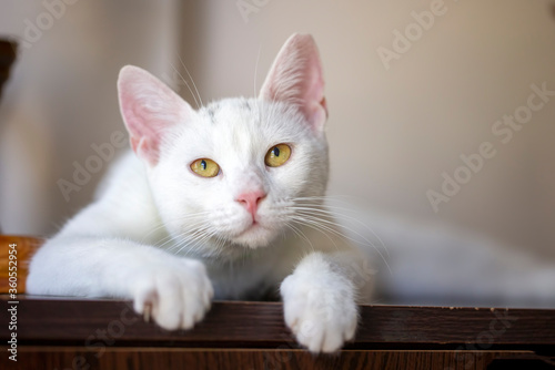 Pet animal  cute white cat © Esin Deniz