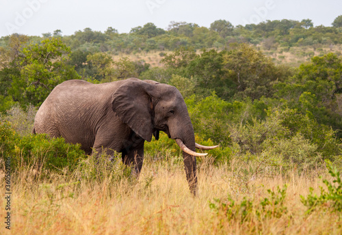 Elephant in Kruger National Park, South Africa.