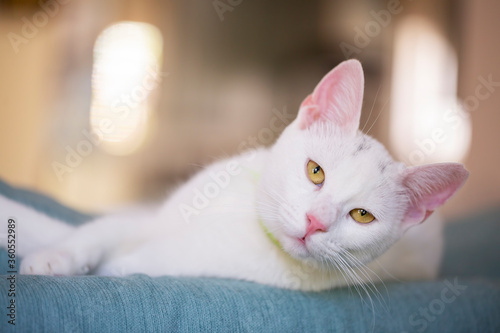 Pet animal; cute white cat