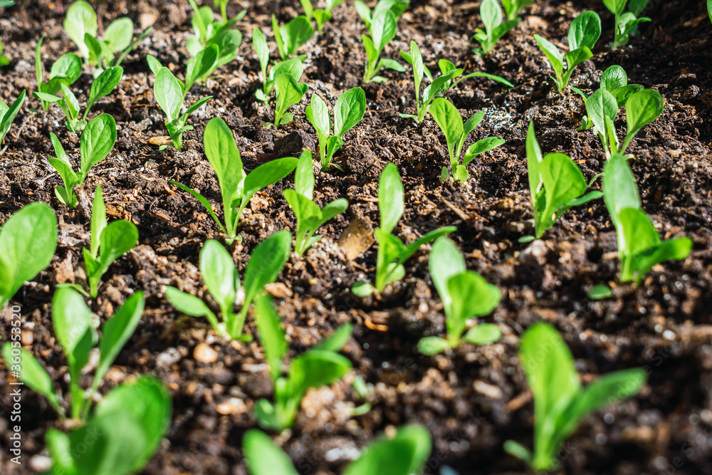 plant sprouts under the sun planted on land plant sprouts under the sun planted on land