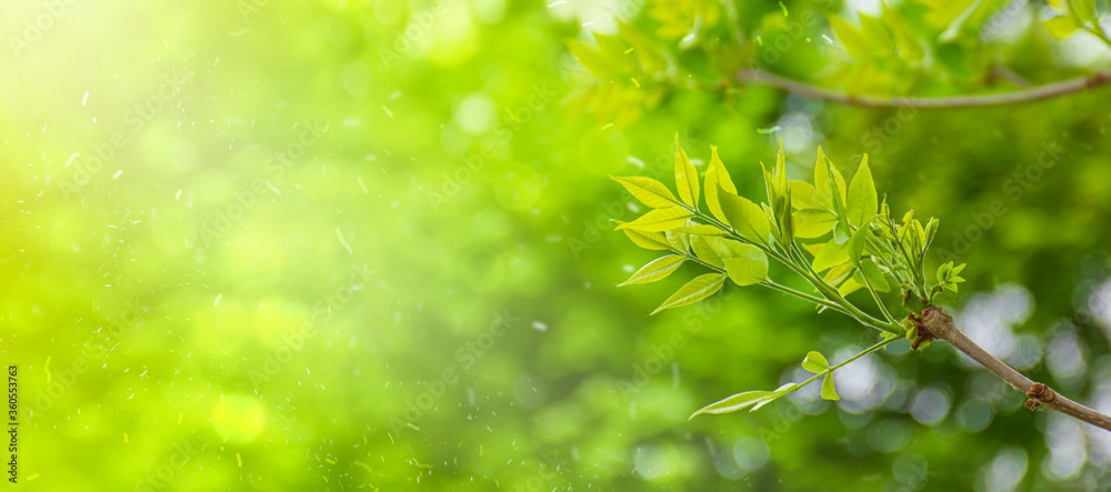 green leaves on a sunny day. environment wide banner green leaves on a sunny day. environment wide banner
