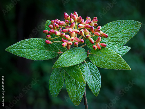 Fruits and leaves of Allegehny viburnum (Viburnum rhytidophylloides), a native North American shrub. Fruits are a favorite food of many kinds of nirds. photo