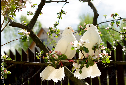 Two white doves with love. Valentine and Sweetest day concept. Couple  of pigeons bird on the tree with background of blossom gardens.Love end familly concept.Couple of lover bird. together concept.