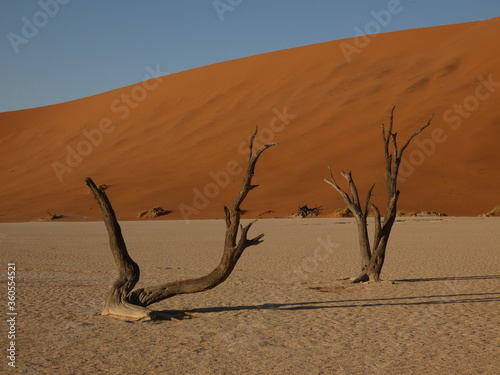 Desert landscape with dried out camel thorn trees in Deadvlei, Namibia