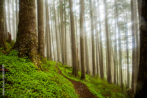 Neakahne Mountain trail through a forest on the north Oregon coast photo