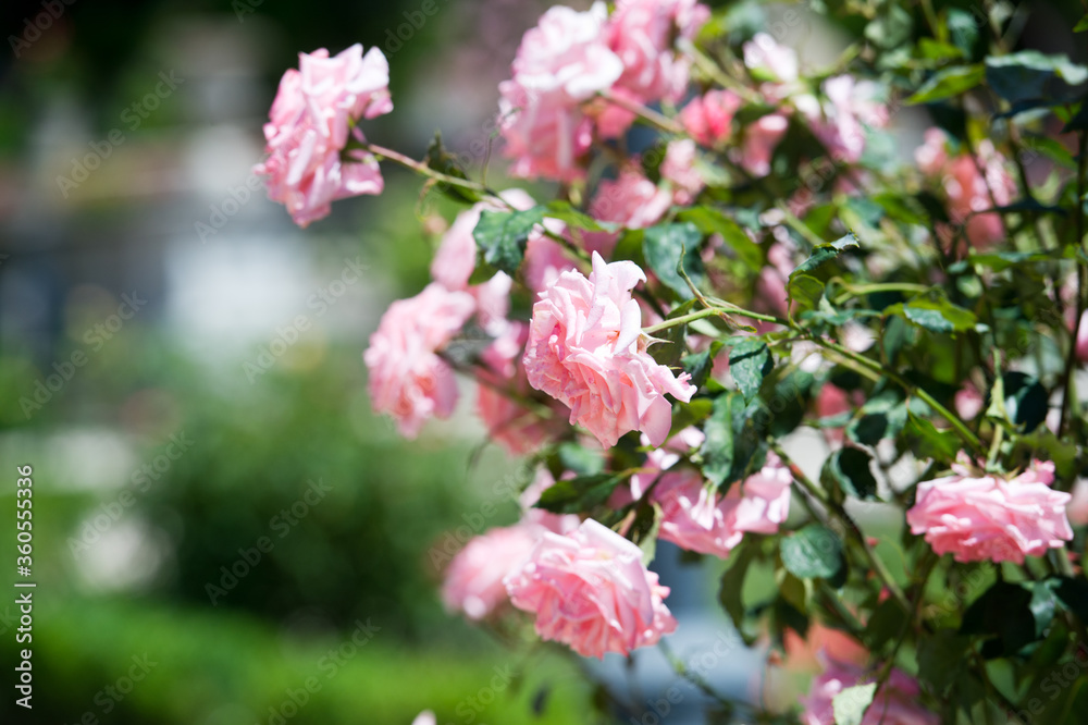 Beautiful bush of  pink roses in a spring garden. Rose garden. Tea and hybrid roses