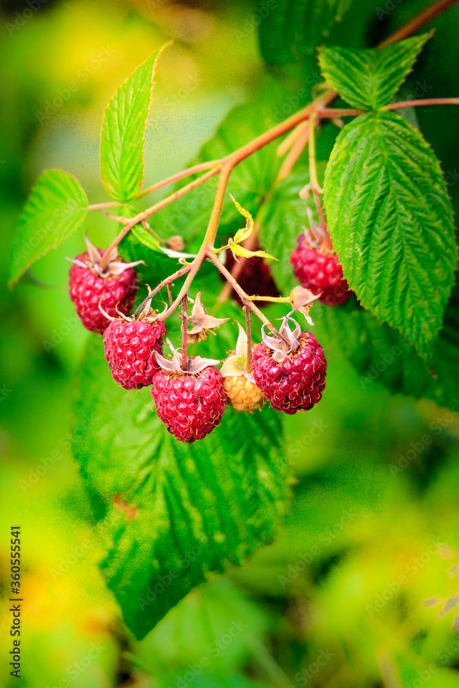 raspberries in a home garden raspberries in a home garden