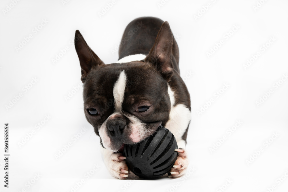 Boston terrier dog portrait toy