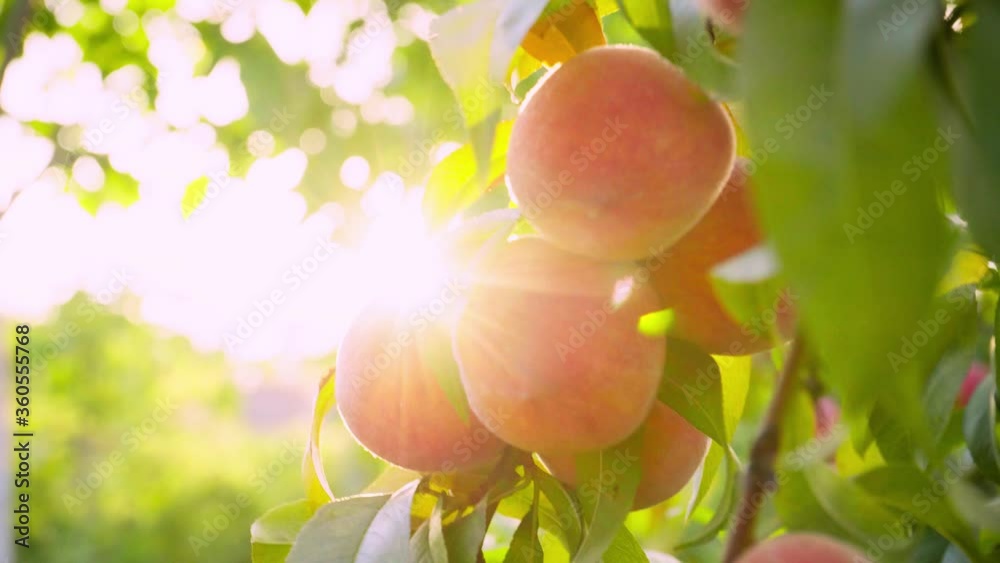 Big juicy peaches on the tree. Fruits ripen in the sun. Peach hanging on a branch in orchard. Fruit picking season. Peach fruit. Sunlight. Healthy food. Organic product.