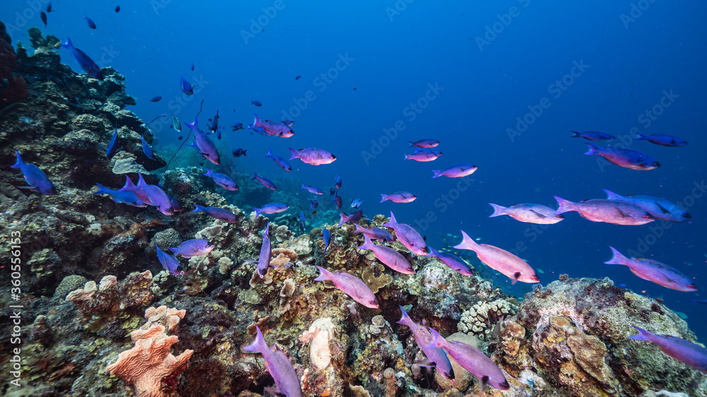 Naklejka premium Seascape in turquoise water of coral reef in Caribbean Sea / Curacao with Creole Wrasse, coral and sponge