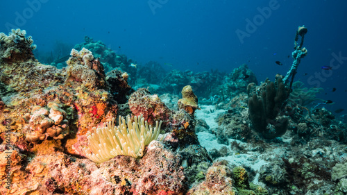 Seascape in turquoise water of coral reef in Caribbean Sea   Curacao with Sea Anemone  fish  coral and sponge