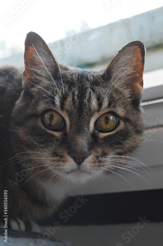 cat on the window