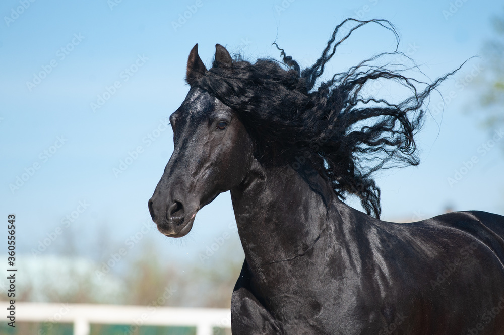 Beautiful frisian stallion portrait in movement