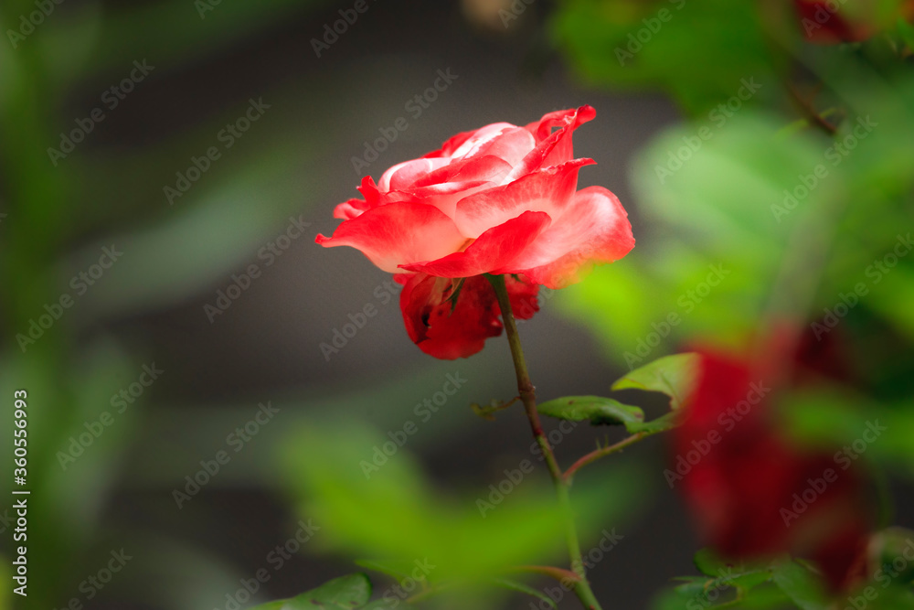 Obraz premium portrait of a tender pink rose