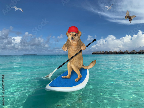 The beige dog in a red cap is floating on a stand up paddle board along the coast of the maldives. Butterfly flies next to him. © iridi66