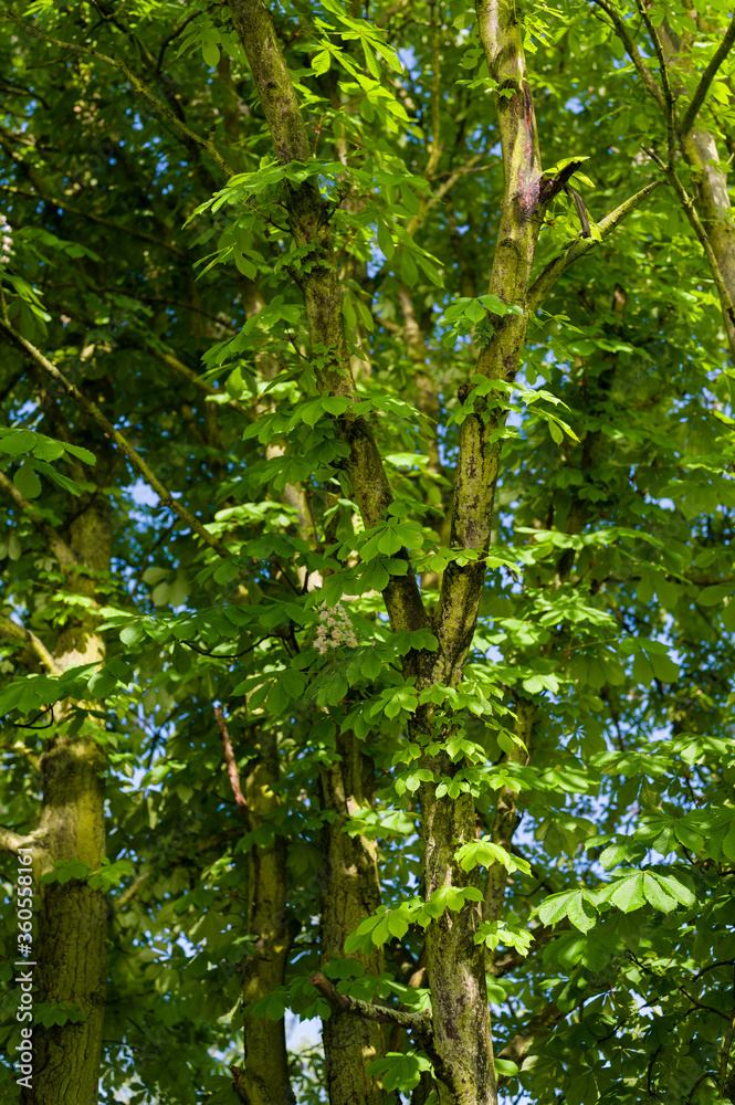Fototapeta premium Lush green leaves and a chestnut trunk.