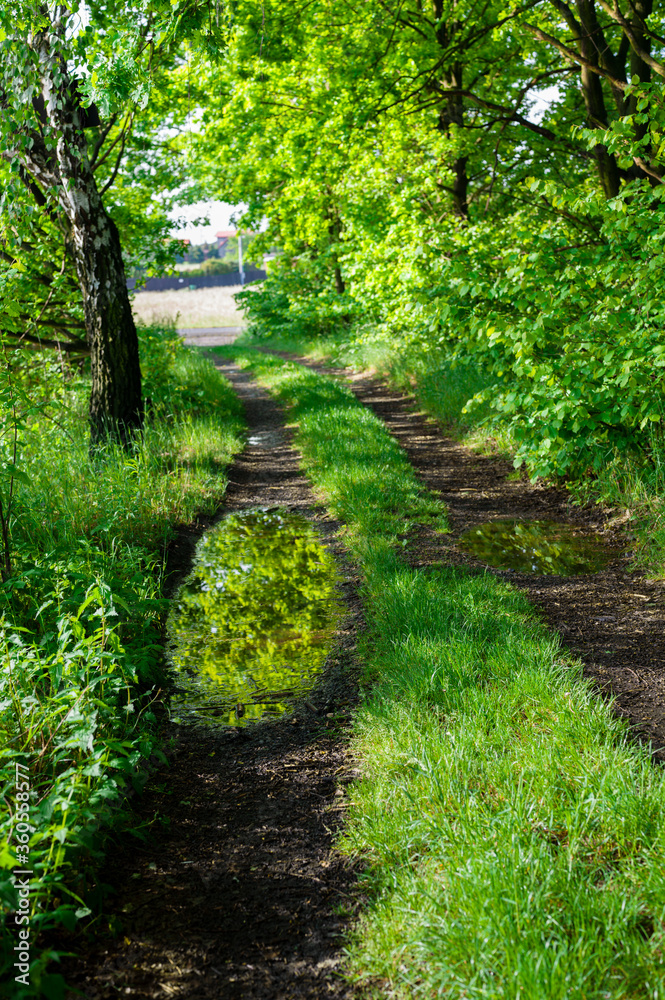 Obraz premium Forest path with reflection of a tree in a pool.