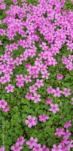 Nature and flowers