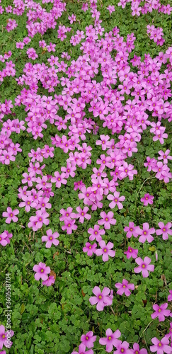 Pink flowers