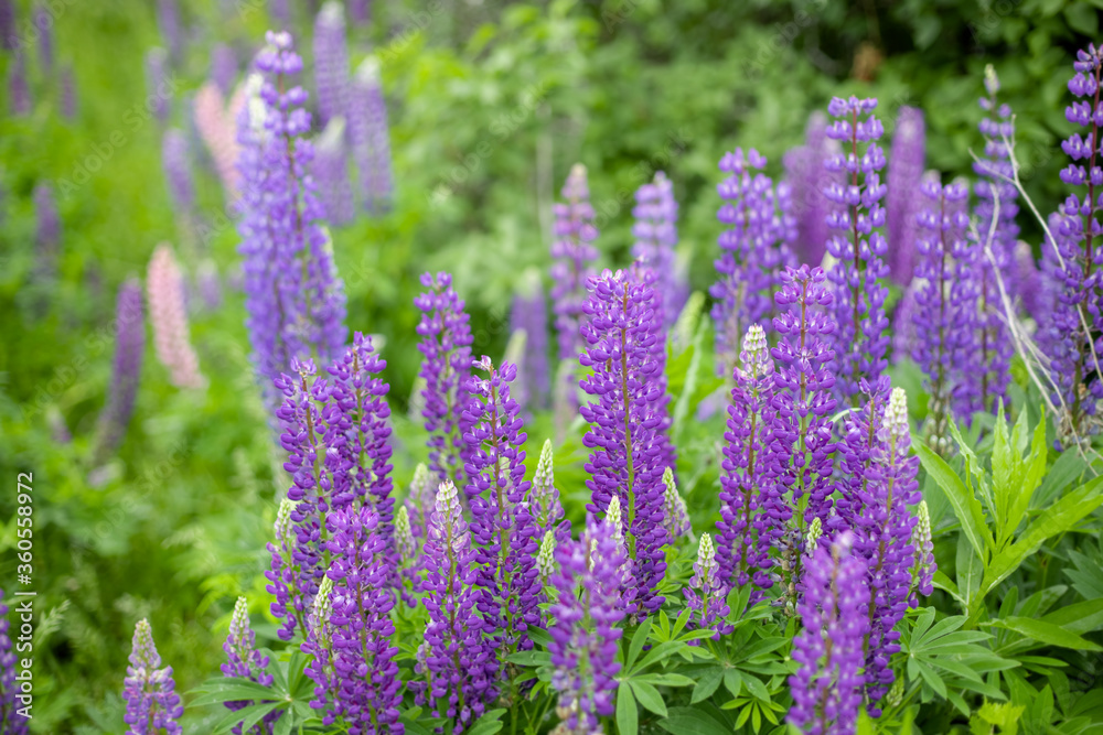 Lupinus, lupin, lupine field with pink purple and blue flowers Lupinus, lupin, lupine field with pink purple and blue flowers