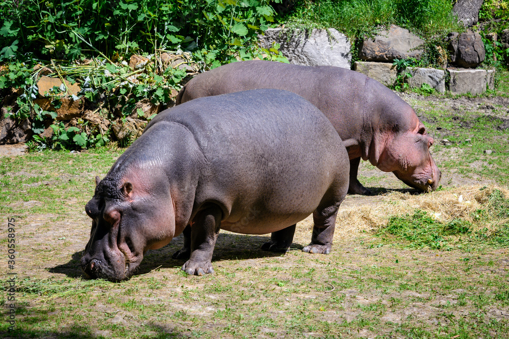 Two hippos outside on the lawn.