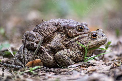 Photography Frogs mating season