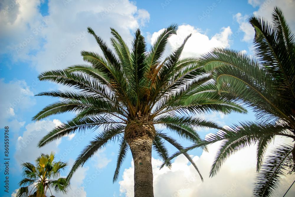Tropical palms with the cloudy sky background