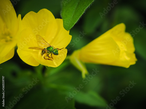 bee on yellow flower