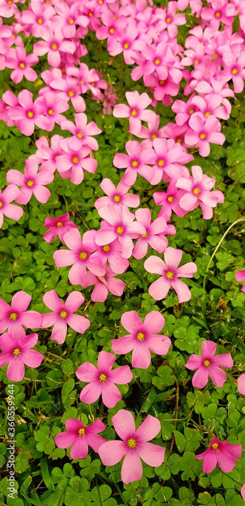 pink hydrangea flowers pink hydrangea flowers