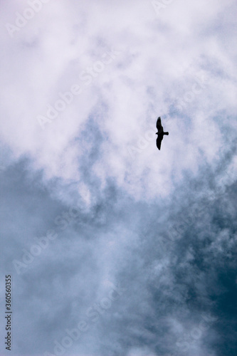 A bird flying on it's path seperated by the colour of clouds on a rainy day