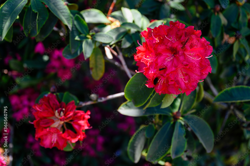 Red rhododendron flowers on a bush. Red rhododendron flowers on a bush.