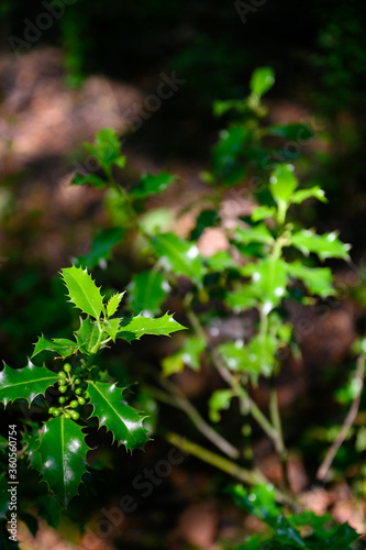 Lush green leaves of holly outdoors.