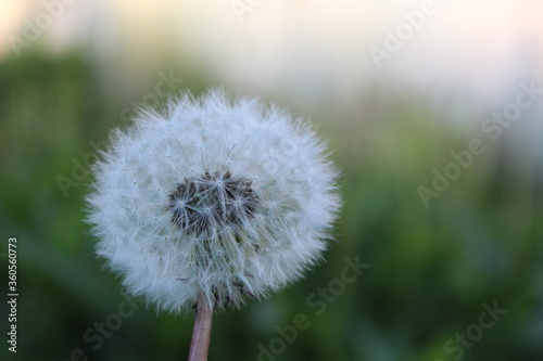 dandelion on green background