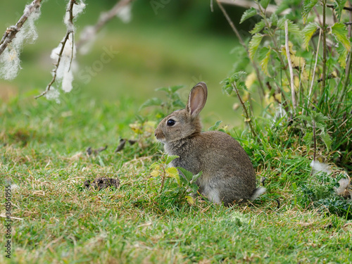 Rabbit, Oryctolagus cuniculus © Erni