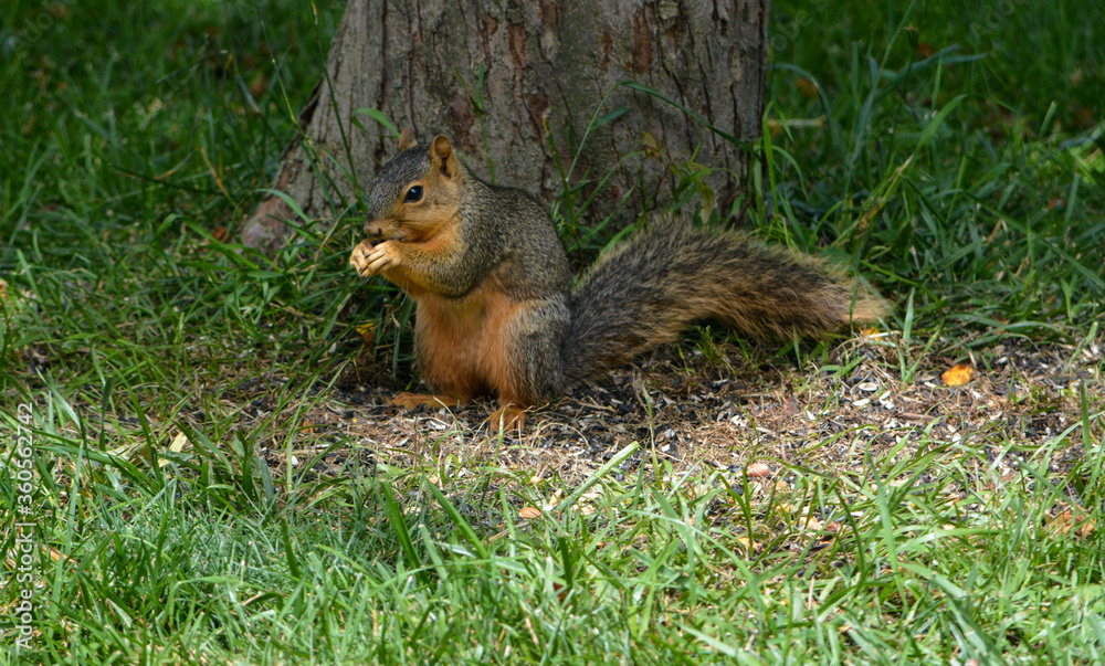 Earl Squirrel and Family Earl Squirrel and Family
