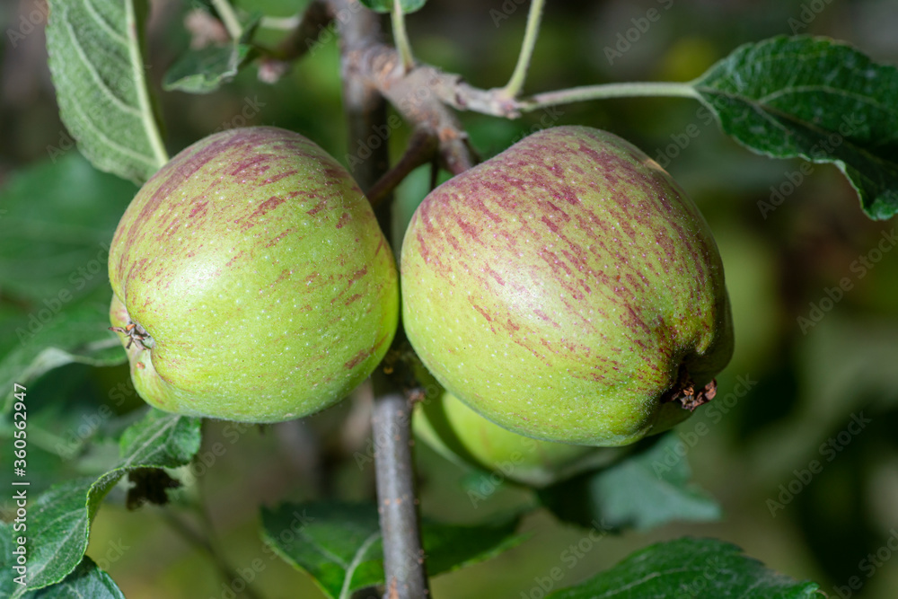 Delicious apple on branch tree background. Delicious apples.