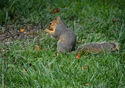 Earl Squirrel and Family