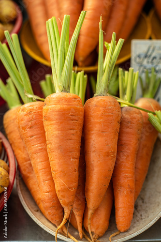 Large, beautiful, juicy, sweet orange carrot with a short green tail in a white plate.
