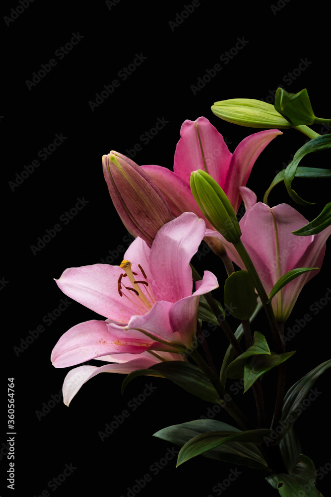 Naklejka premium Pink lily flower. Beautiful lily flower in the garden. Lily Lilium hybrids flower.